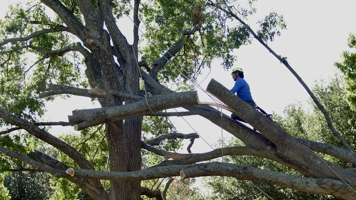Professional Crown Thinning performed by certified arborists in Bay Saint Louis