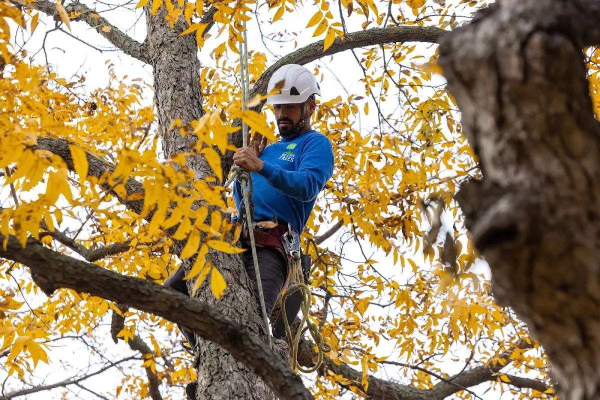 Skilled Tree Pruning crew working in Bay Saint Louis