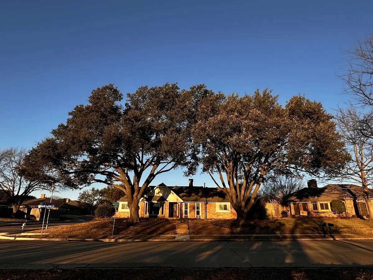 Established residential canopy tree shading a home in Bay Saint Louis