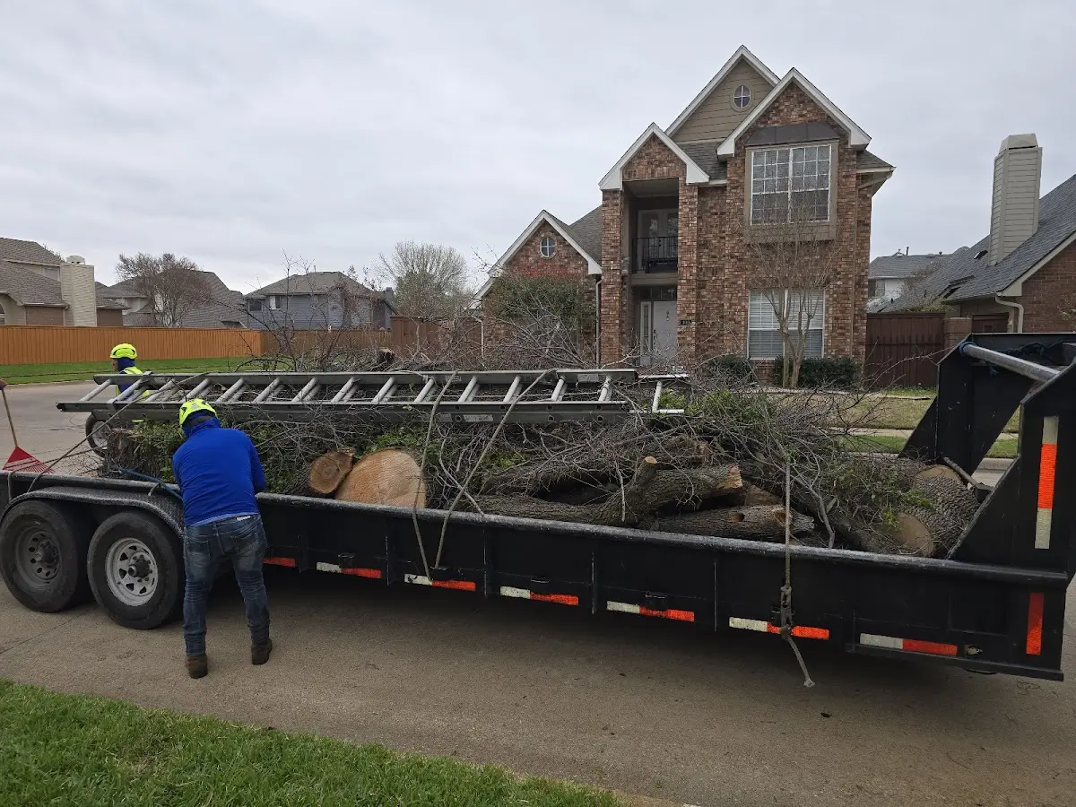 Expert Deadwooding with proper safety equipment in Bay Saint Louis